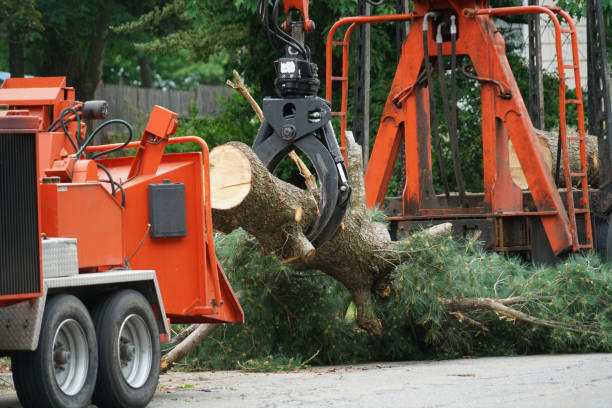 Best Professional Tree Care  in Woodlake, VA